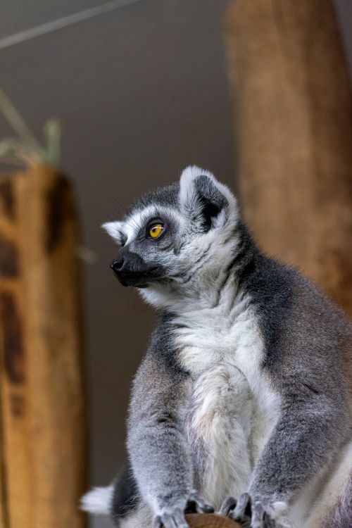 Free A detailed portrait of a ring-tailed lemur (Lemur catta) in a zoo, showcasing its distinct features. Stock Photo