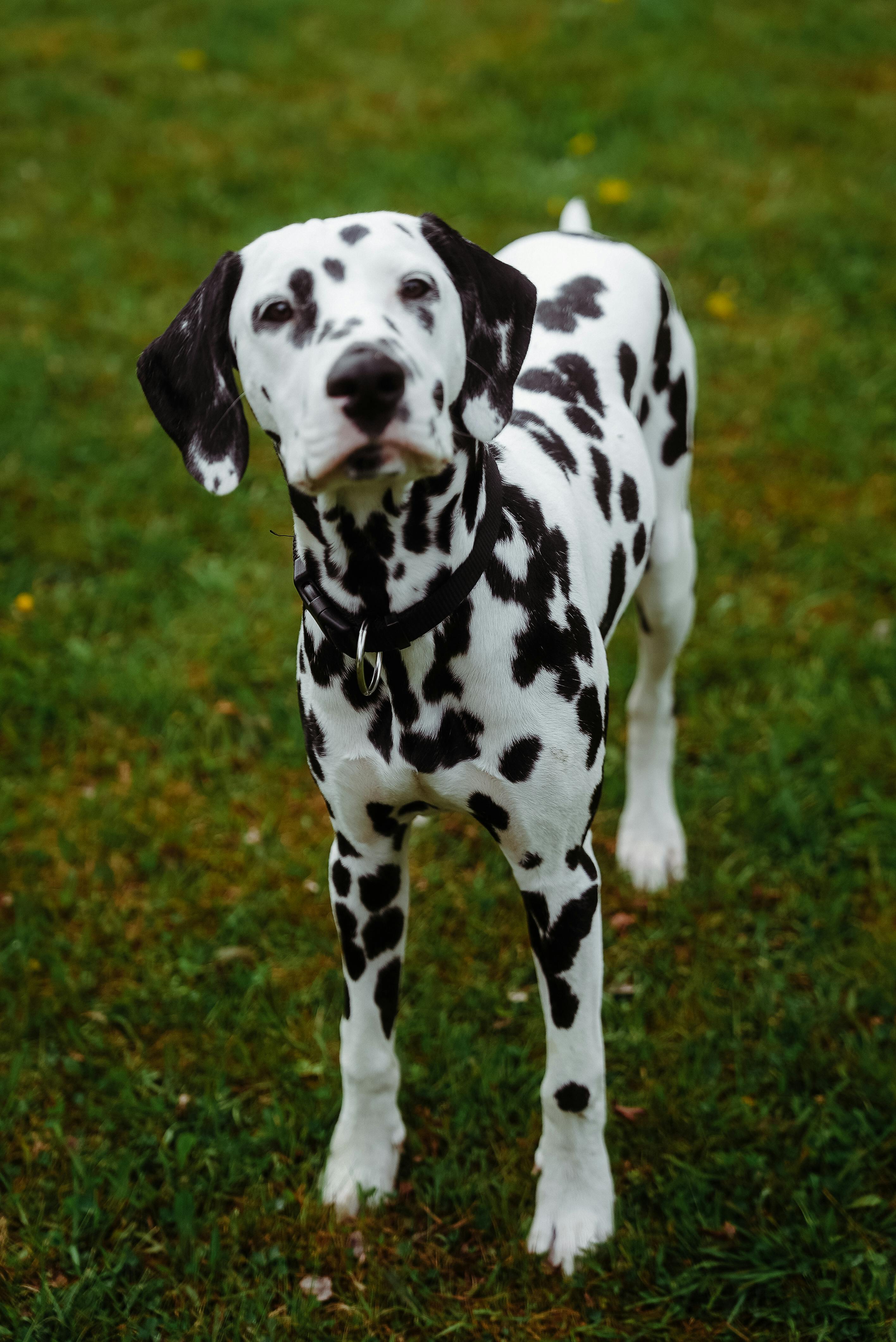 charming dalmatian dog standing on grass