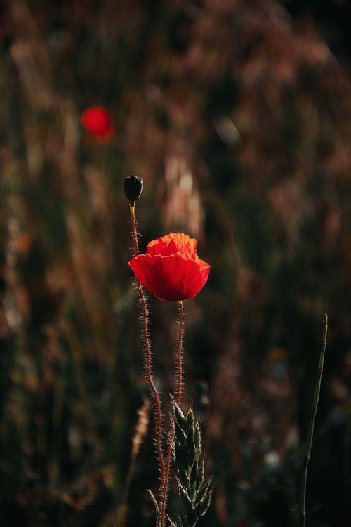 Close-Up of Red Poppy Flower in Field · Free Stock Photo