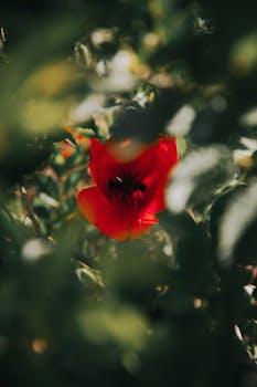 Close-up of a vivid red poppy in lush greenery with soft sunlight, captured outdoors in Hungary.