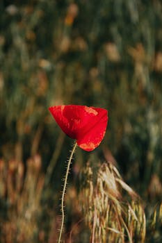 Close-up of a vibrant red poppy flower in a green field, captured in Hungary.
