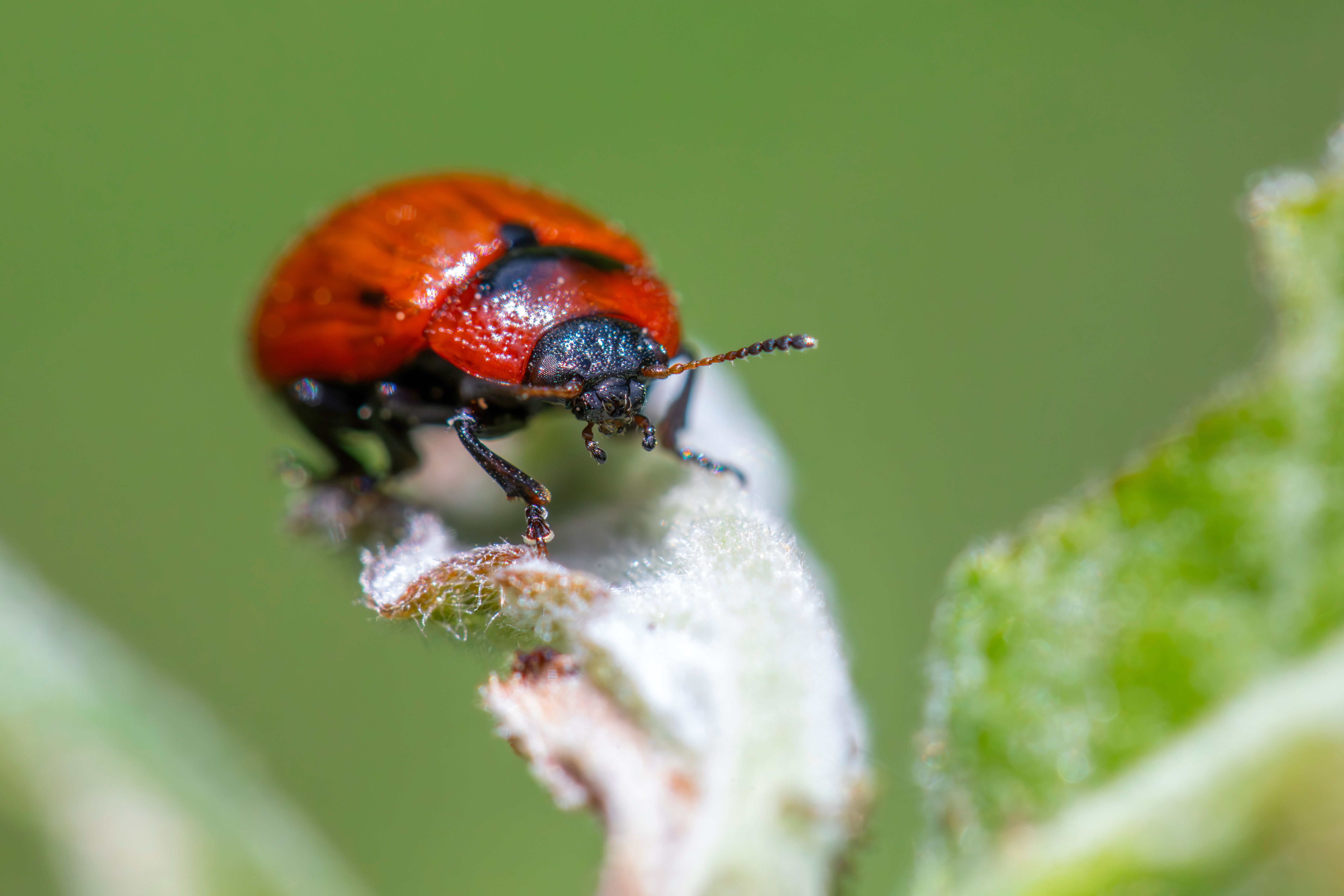 Safe, Natural Pest Control for Your Garden