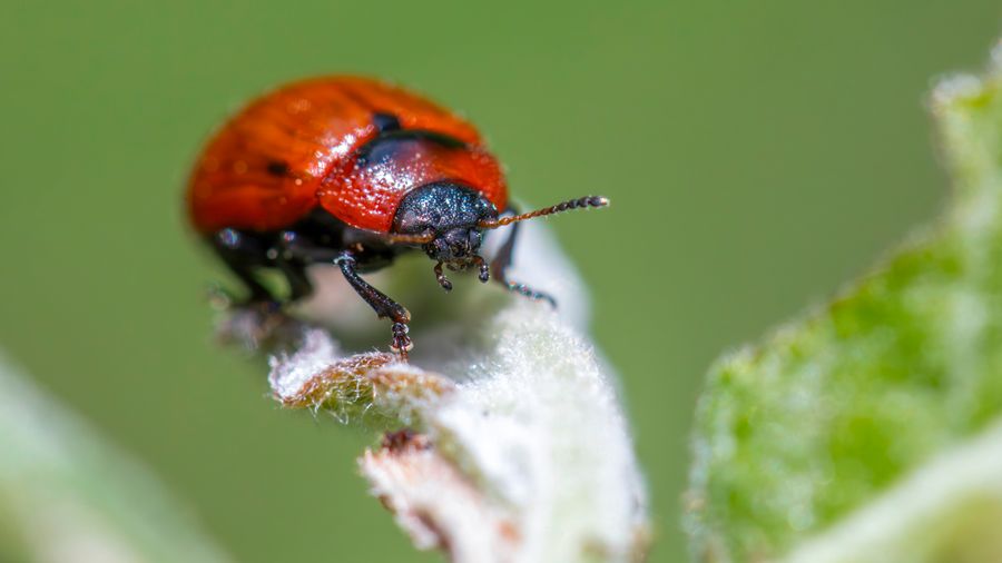 Safe, Natural Pest Control for Your Garden