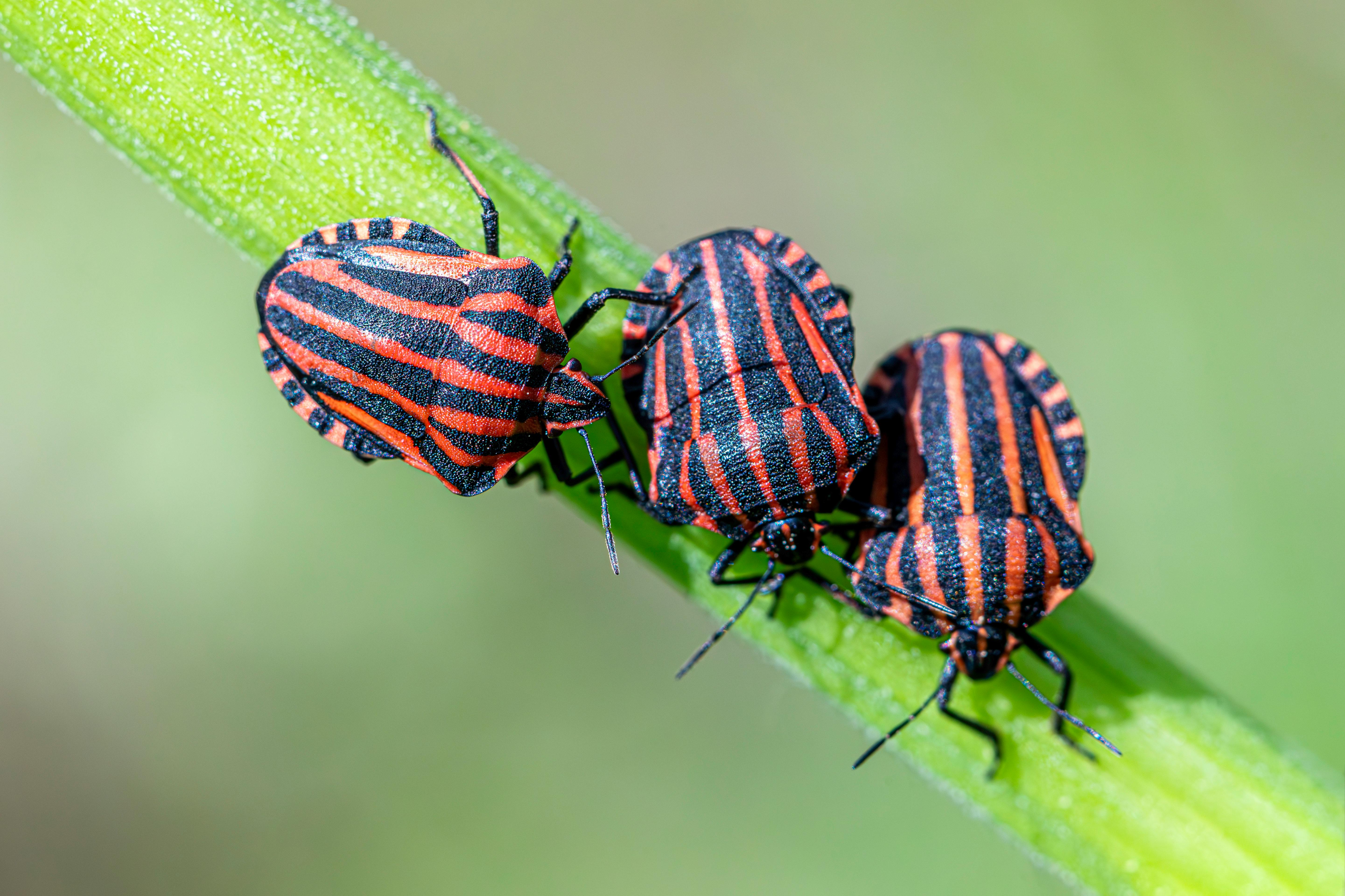 Macro photograph of Graphosoma lineatum shield bugs on a green leaf, showcasing vibrant red and black stripes.