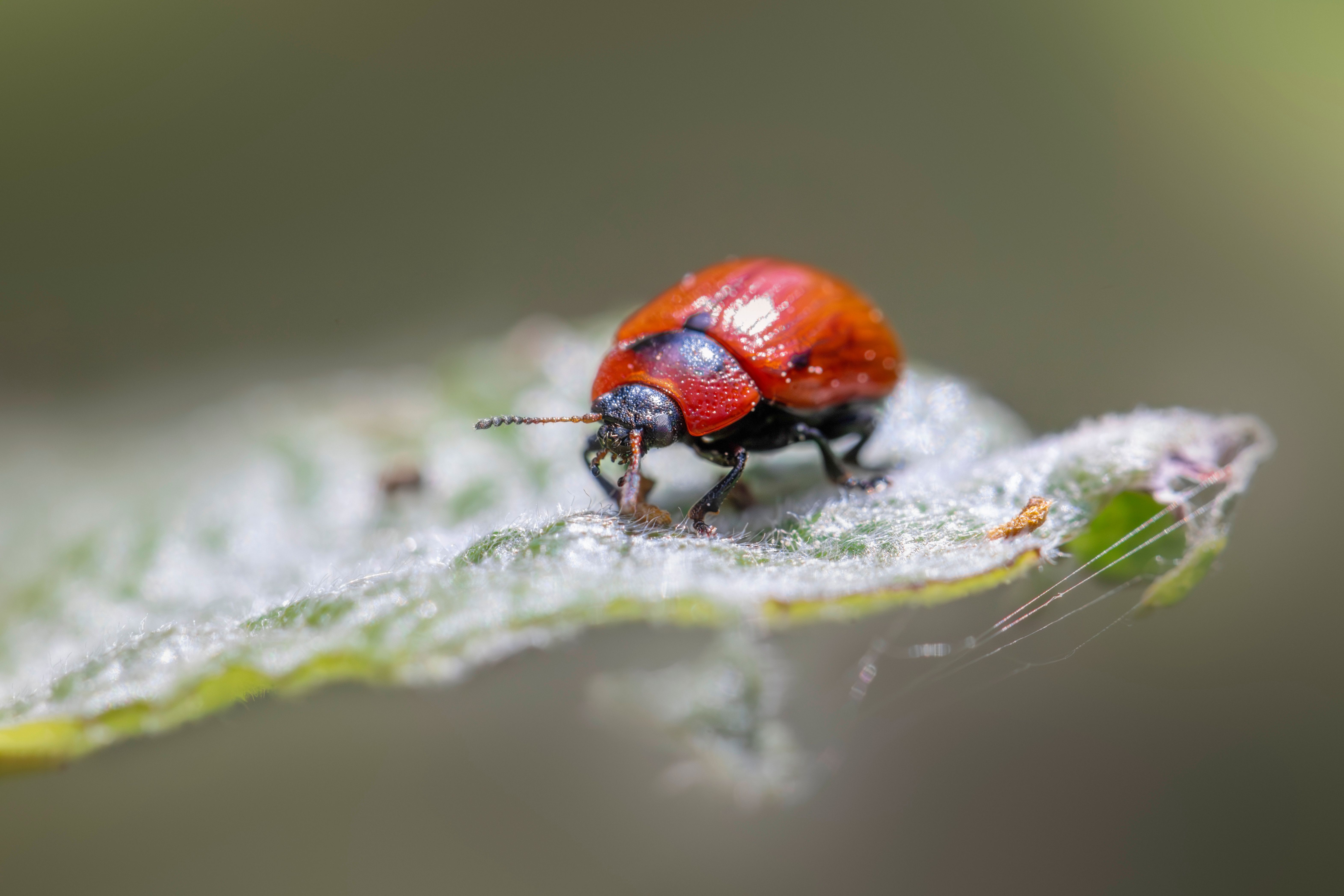 Garden Pest Control Without Reaching for a Spray First