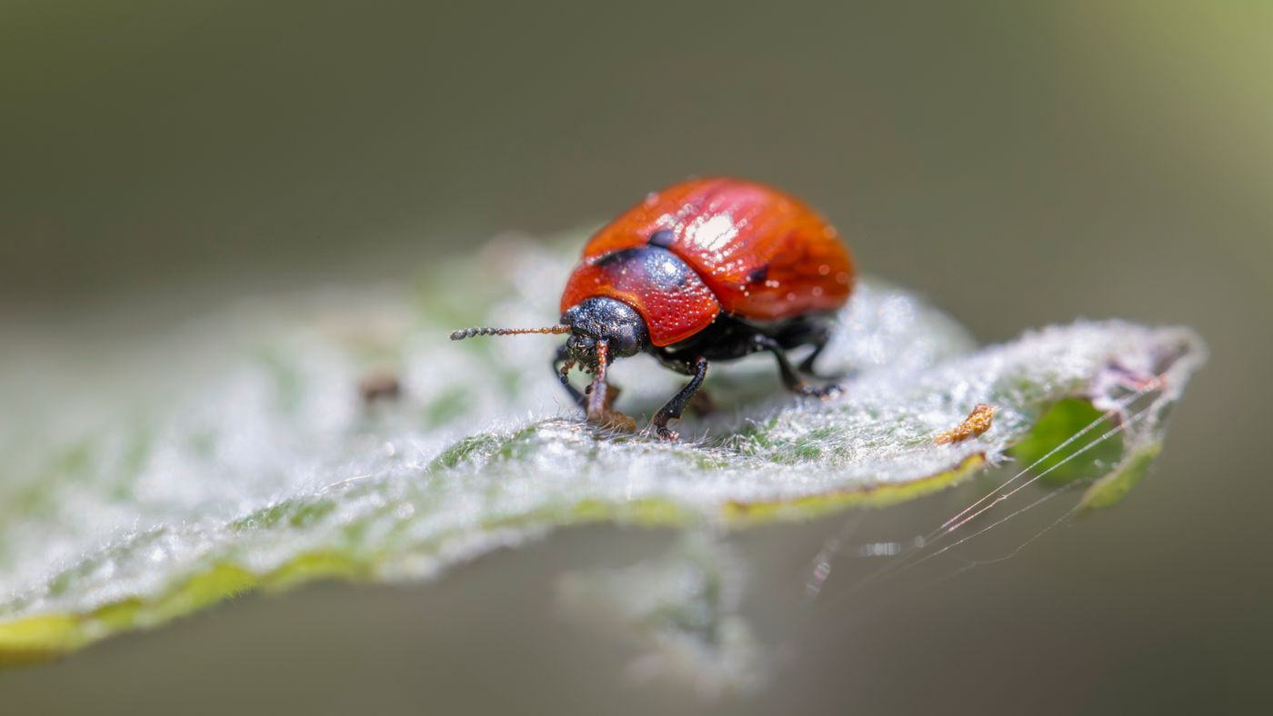 Garden Pest Control Without Reaching for a Spray First