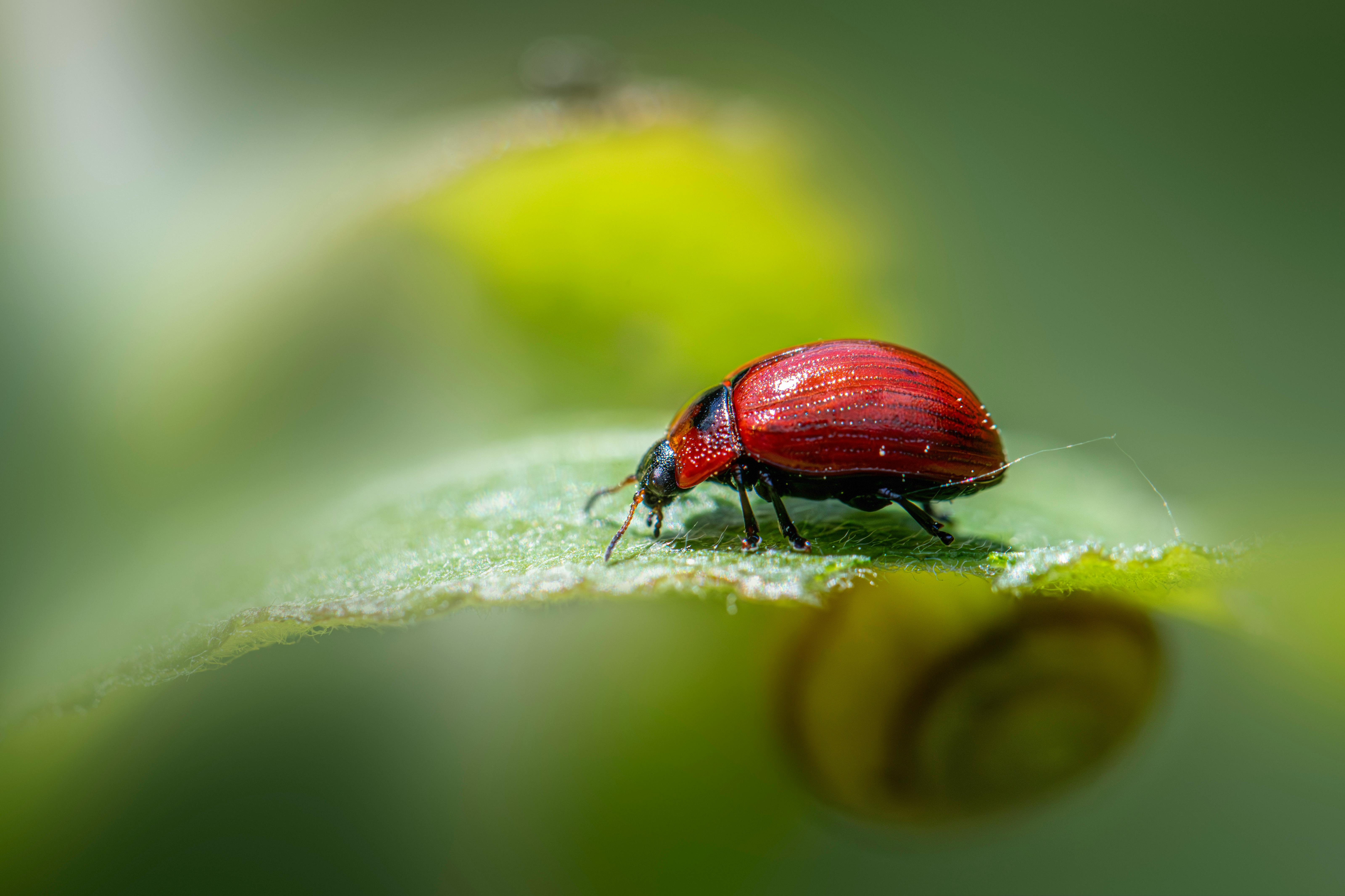 Detailed image of a red leaf beetle, highlighting its glossy exoskeleton and intricate features.