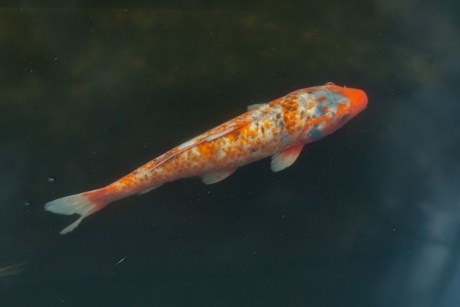 Cá koi – hình minh hoạ 3
