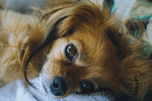 Free A cute, brown, long-haired dog lying on a soft blanket, showcasing its expressive eyes and comforting presence. Stock Photo