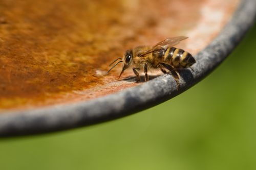 Free Macro shot of a honeybee standing on a rusty metal surface outdoors. Stock Photo