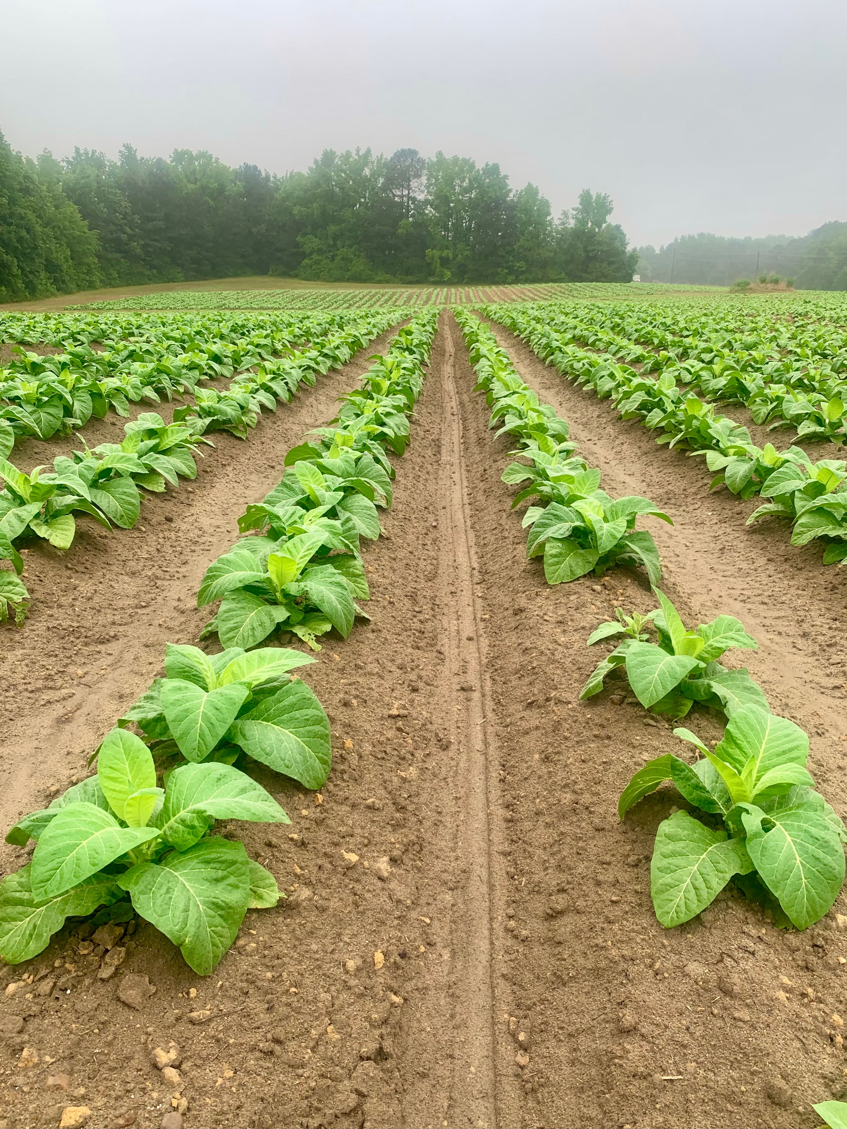 good stuff red tobacco Good Stuff Red Full Flavor 6oz