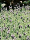 Blooming Lavender Field in Full Bloom