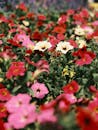 Vibrant Colorful Petunias in Bloom in a Garden