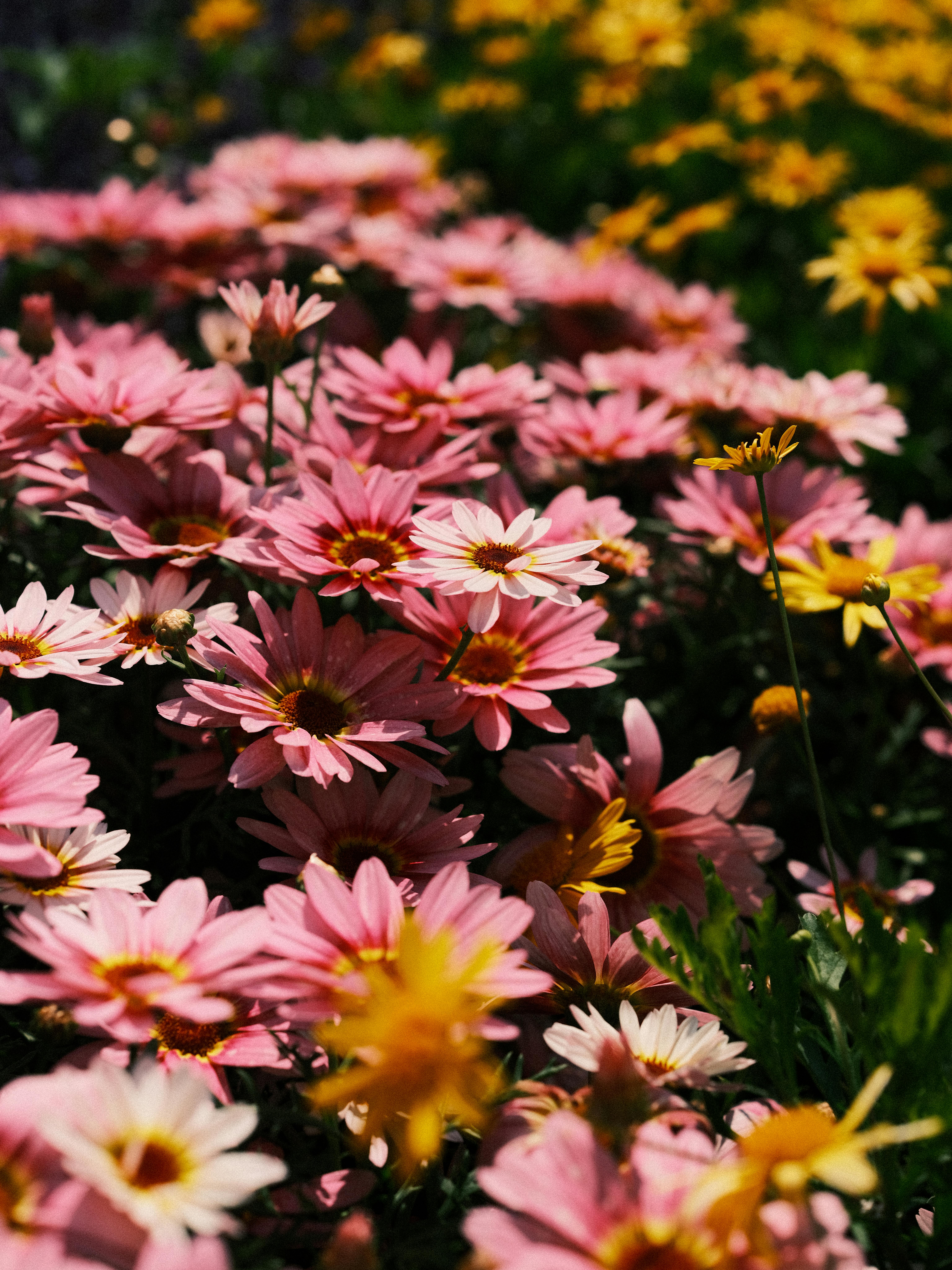 綺麗な花とはどんな花か