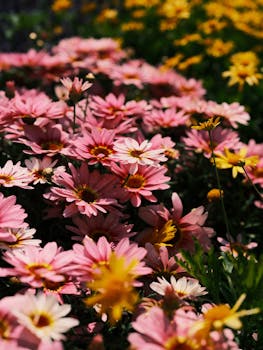 Close-up view of vibrant pink and yellow daisies in full bloom, captured in a garden setting.