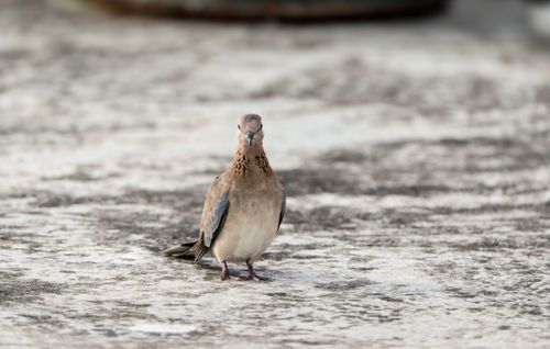 Free Mourning dove standing on a textured concrete surface, background blurred. Stock Photo
