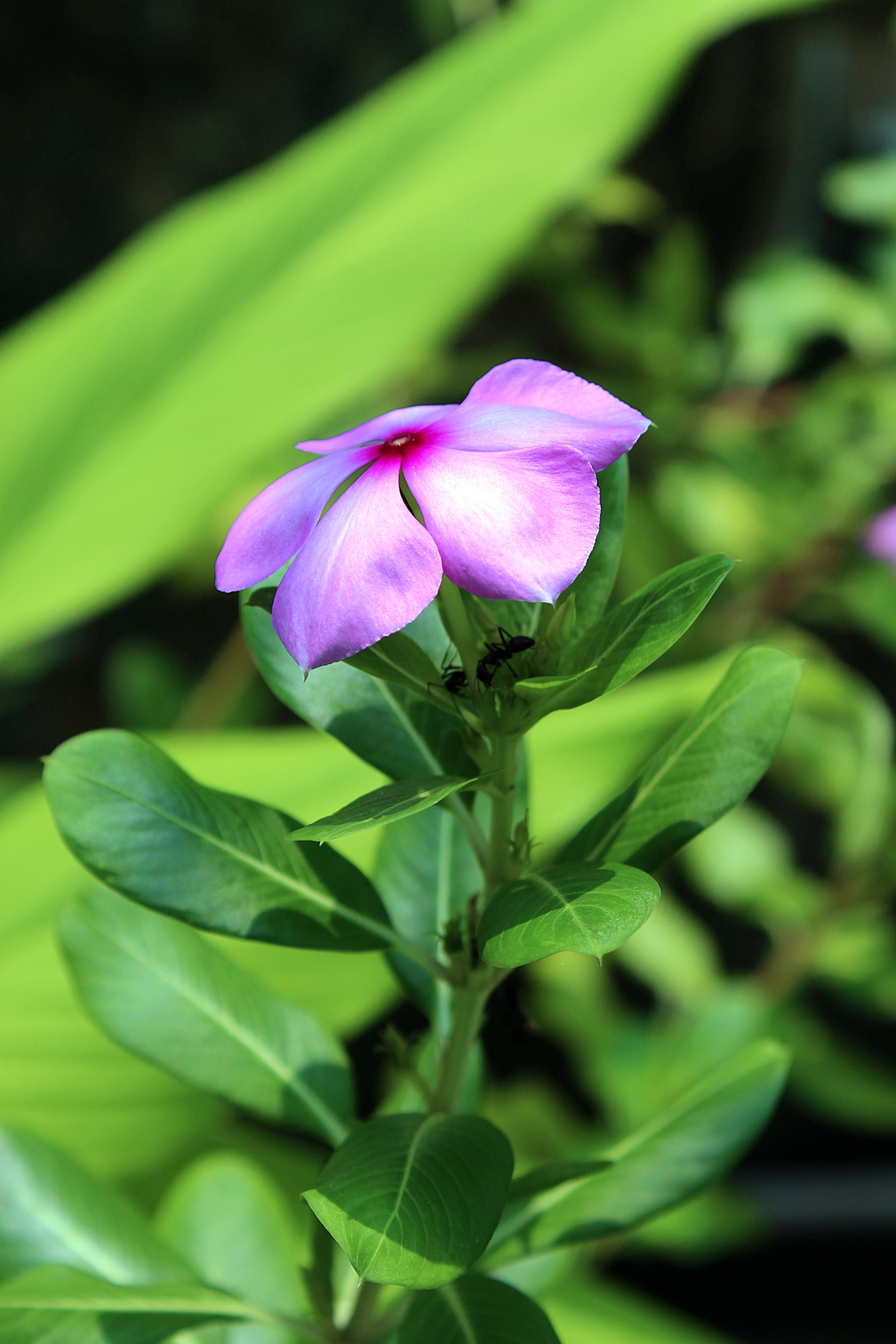 Photo of a Single Periwinkle Flower · Free Stock Photo