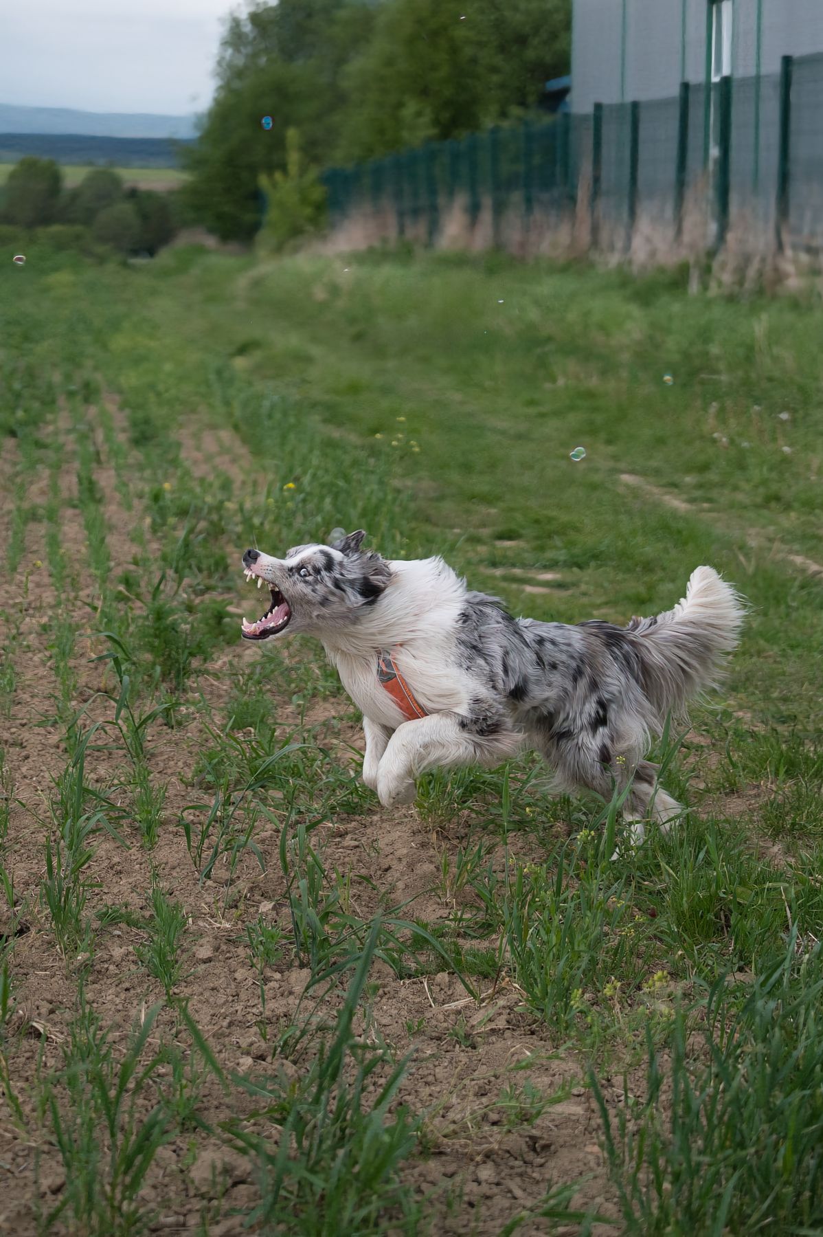 Pies rasy border collie w pomarańczowych szelkach biegnie trawiastą ścieżką