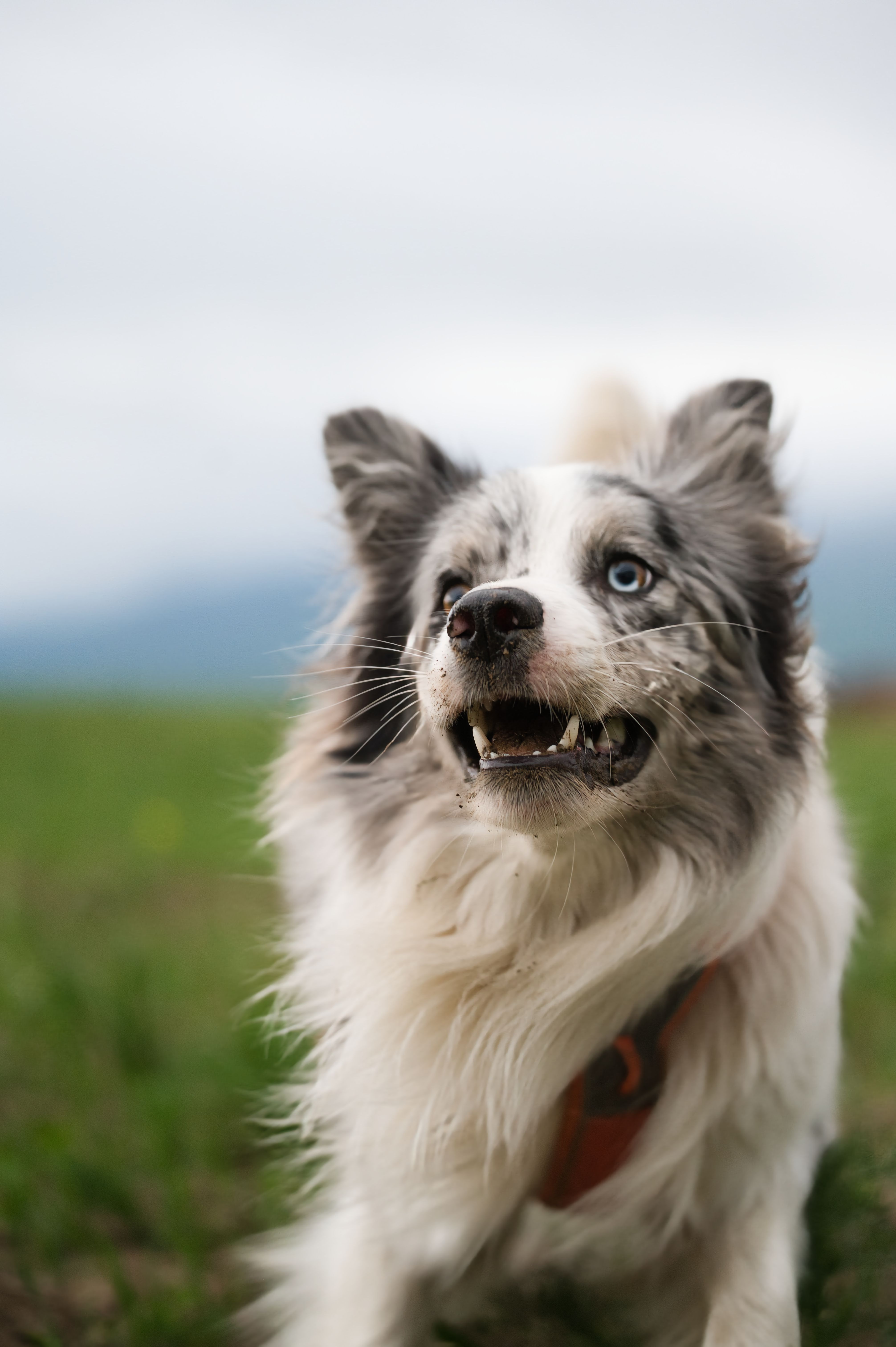 CBC Test for Dogs and Cats: What Does It Tell Your Veterinarian?