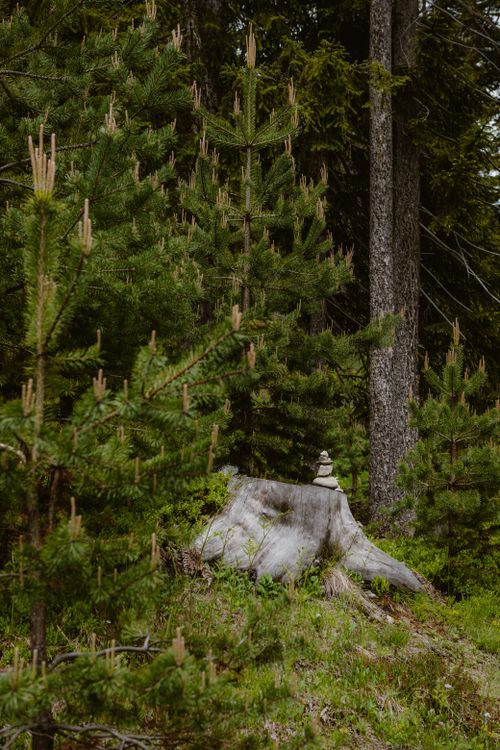 Free Serene forest scene with lush pine trees and a weathered tree stump in daylight. Stock Photo
