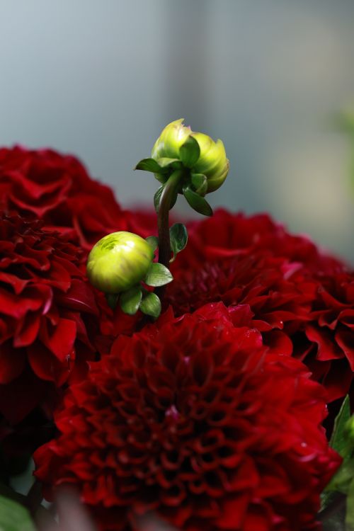 Free Close-up of red chrysanthemums with green buds. Ideal for floral decor and gardening themes. Stock Photo