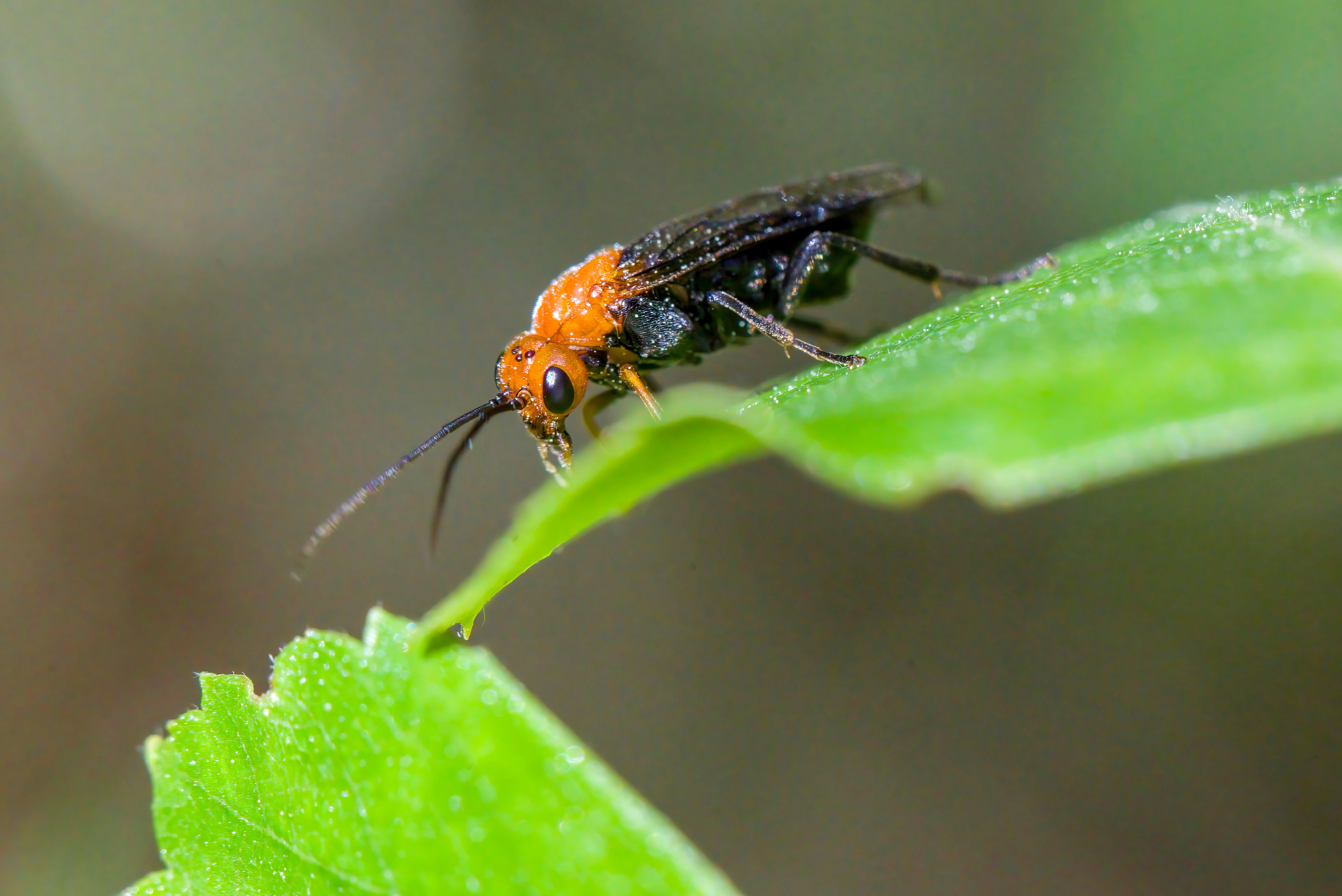 Senpai Spider Photos, Download The BEST Free Senpai Spider Stock Photos ...