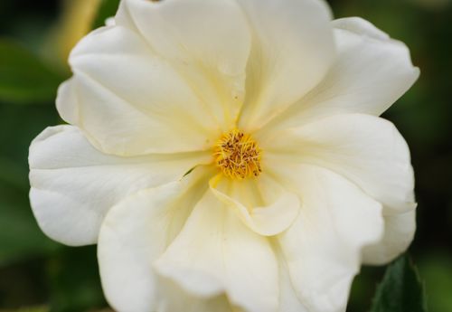 Free Close-up of a blooming white rose showcasing delicate petals and vibrant center. Stock Photo