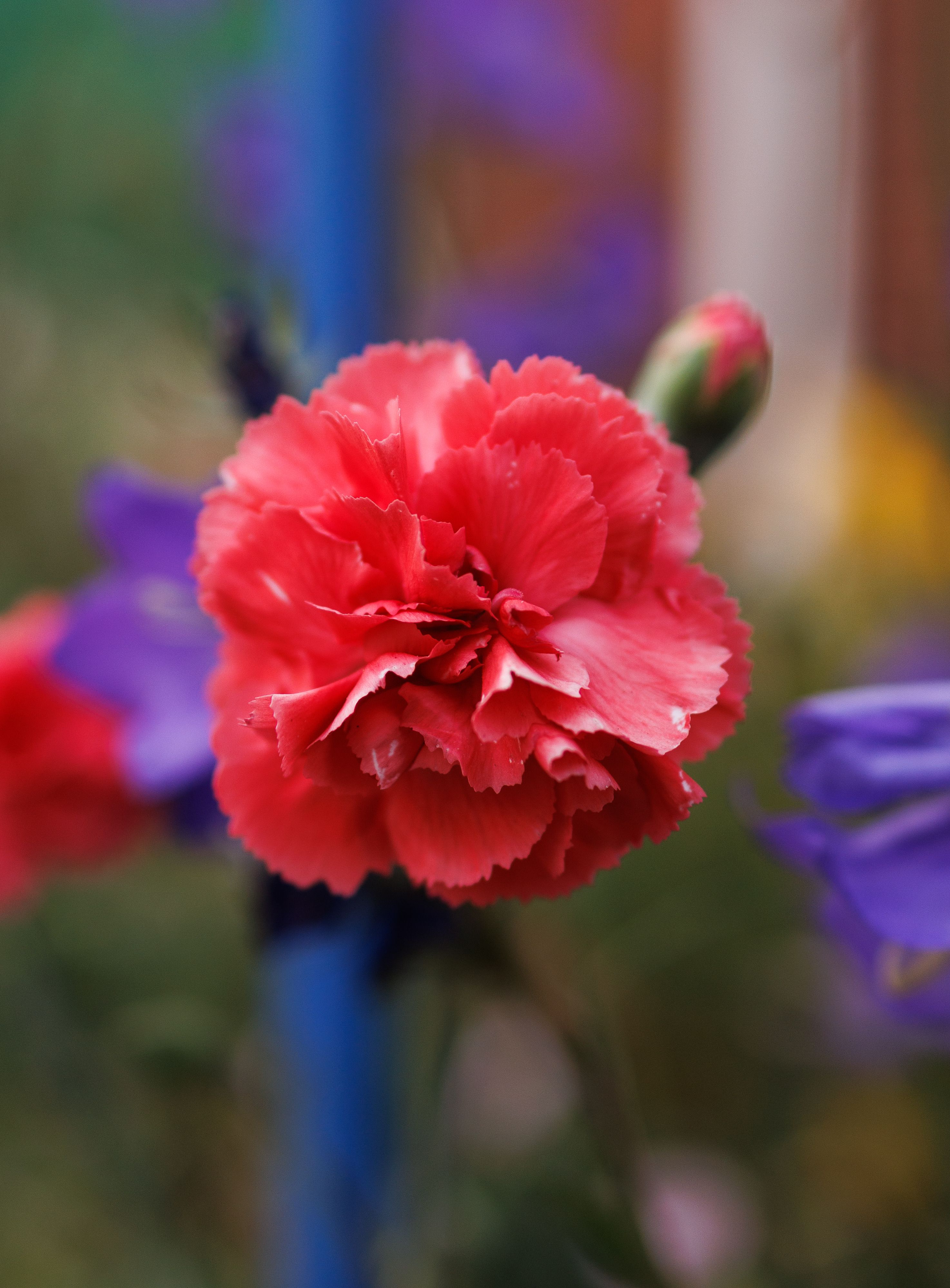 Close-up of a vibrant red carnation flower in full bloom surrounded by purple flowers outdoors.