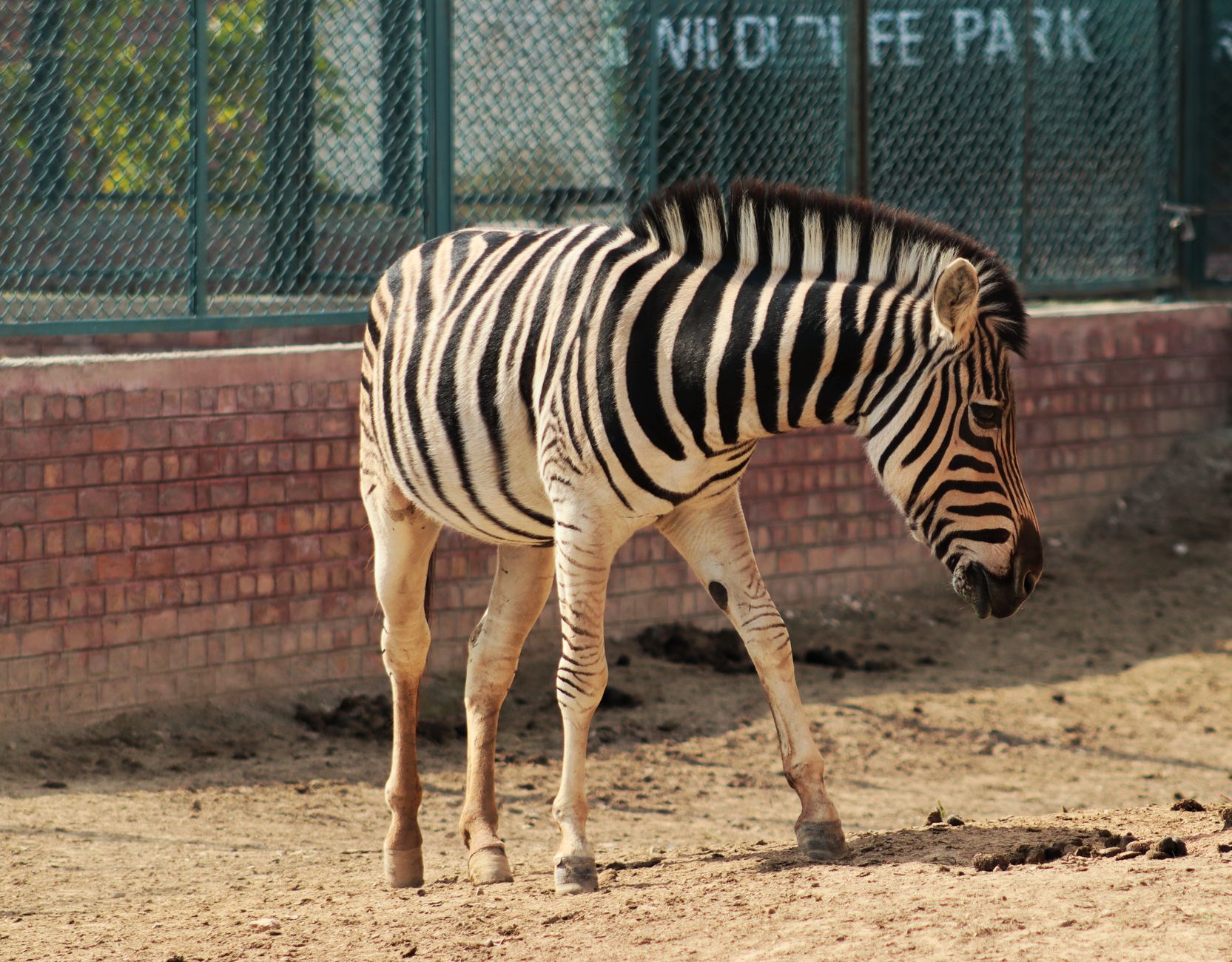 Sanjes Safari in Feanwâlden weer volledig open