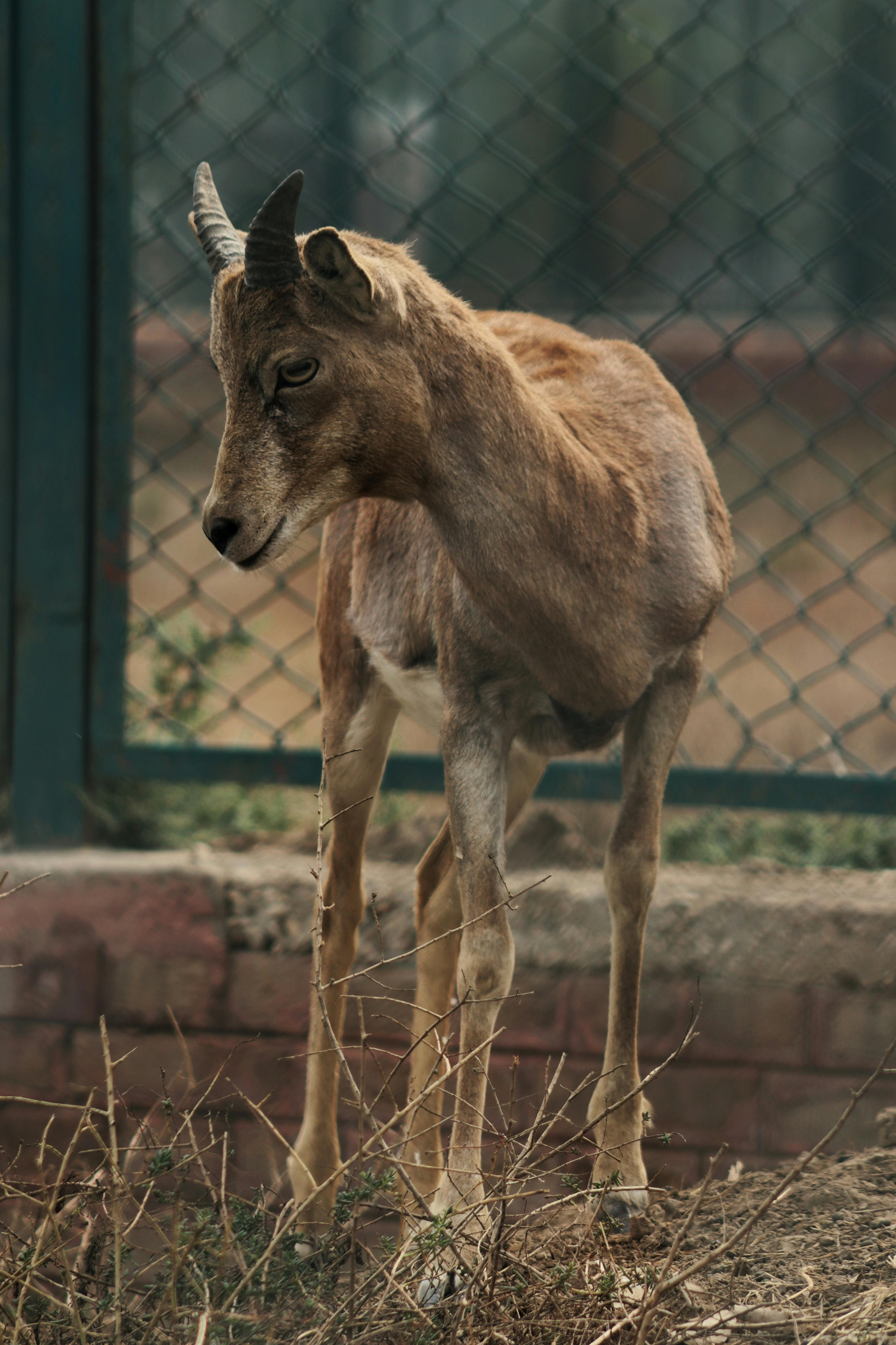 Gratuit Un jeune Tahr de l'Himalaya se tient dans un enclos extérieur avec une clôture en fil de fer. Photos