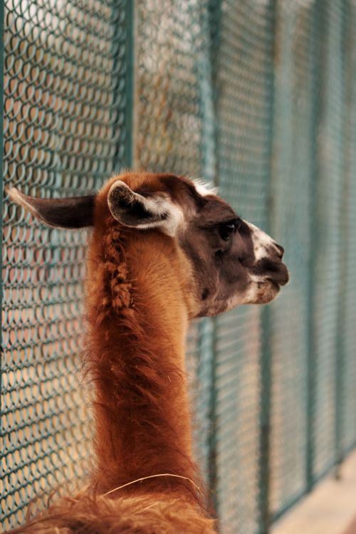 Free Side profile of a llama gazing through a chain-link fence at the zoo. Stock Photo