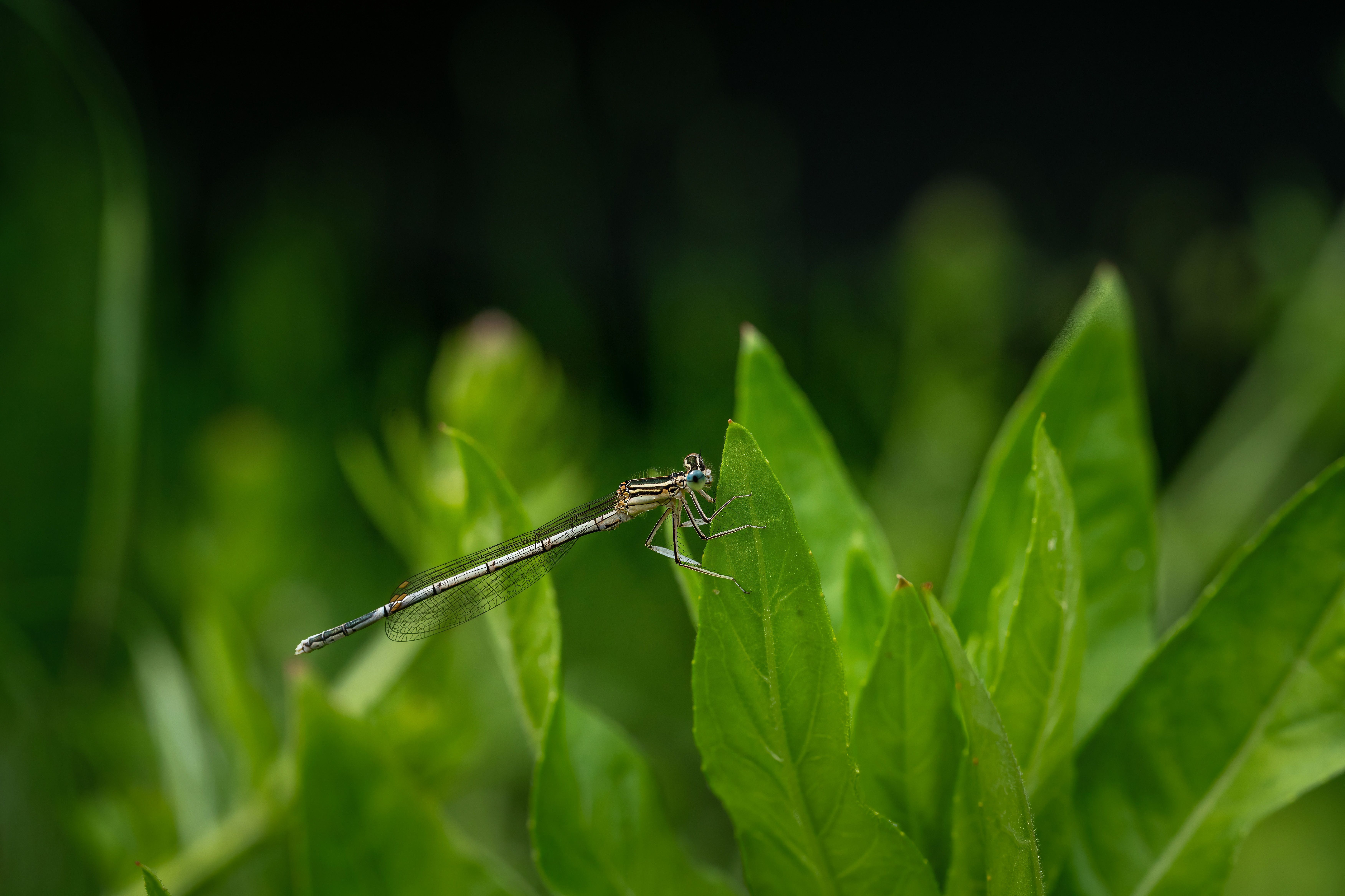 Close-up of a Dragonfly on Lush Green Leaf · Free Stock Photo