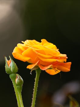 Close-up of a vibrant yellow rose and bud in a garden setting, ideal for nature lovers.