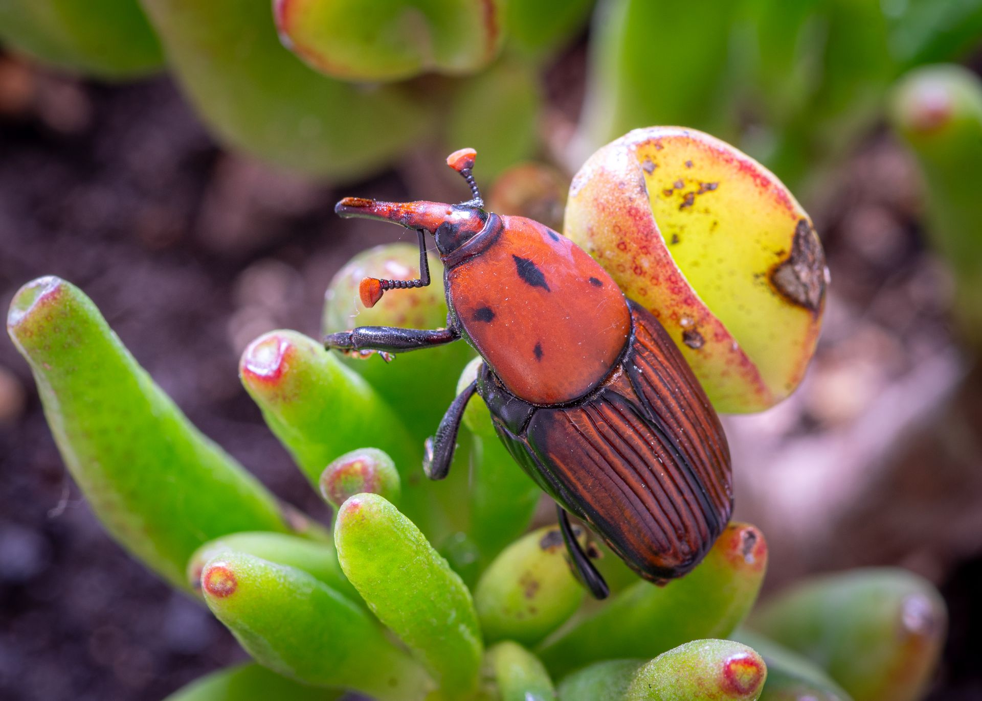 Detailed image of a Red Palm Weevil (Rhynchophorus ferrugineus) on vibrant green succulent leaves in Tunisia.