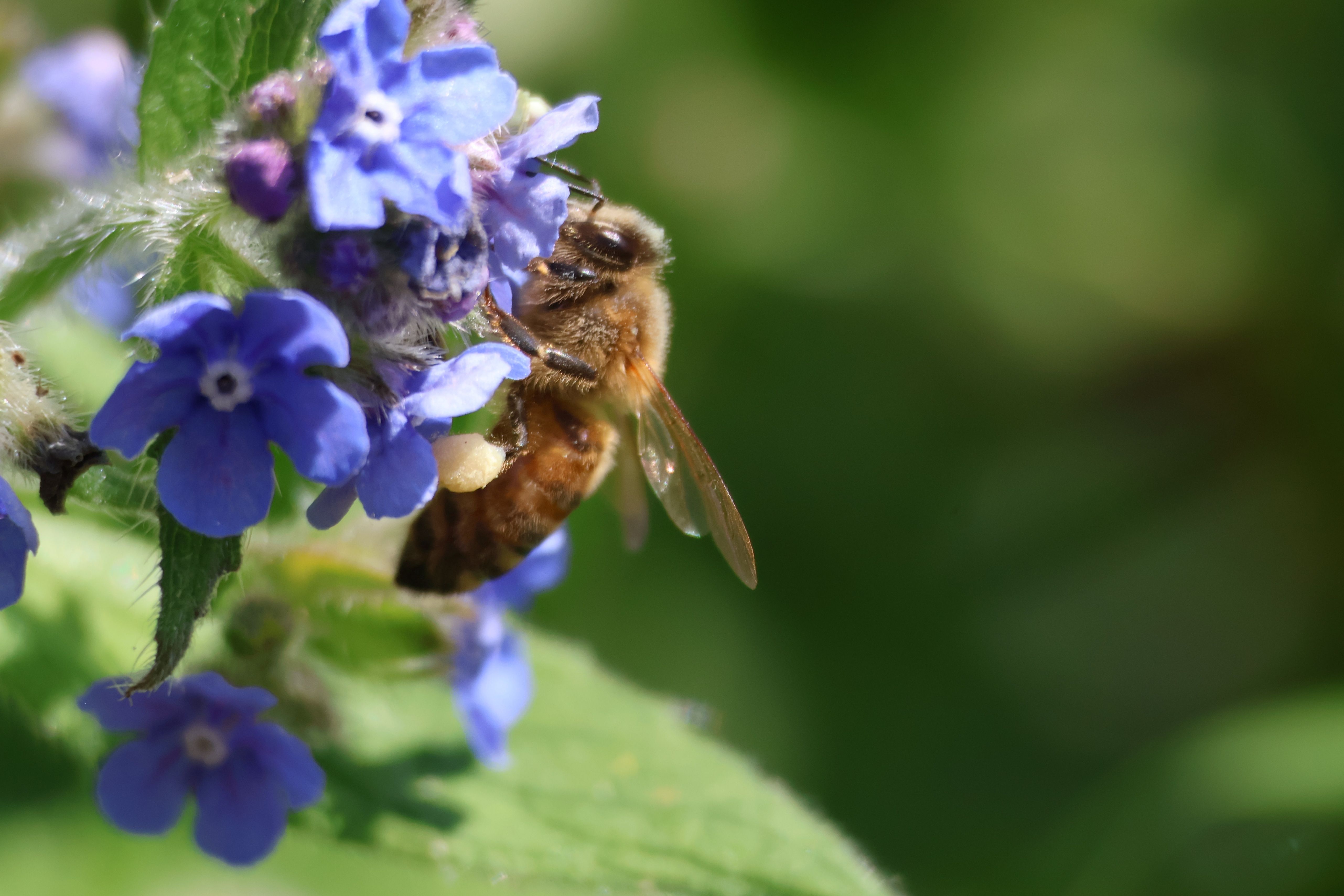 Honeybee Pollinating Vibrant Blue Flowers Close-up · Free Stock Photo
