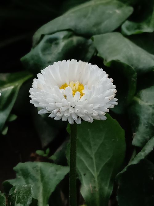 Free Close-up of a blooming white daisy against lush green leaves. Stock Photo