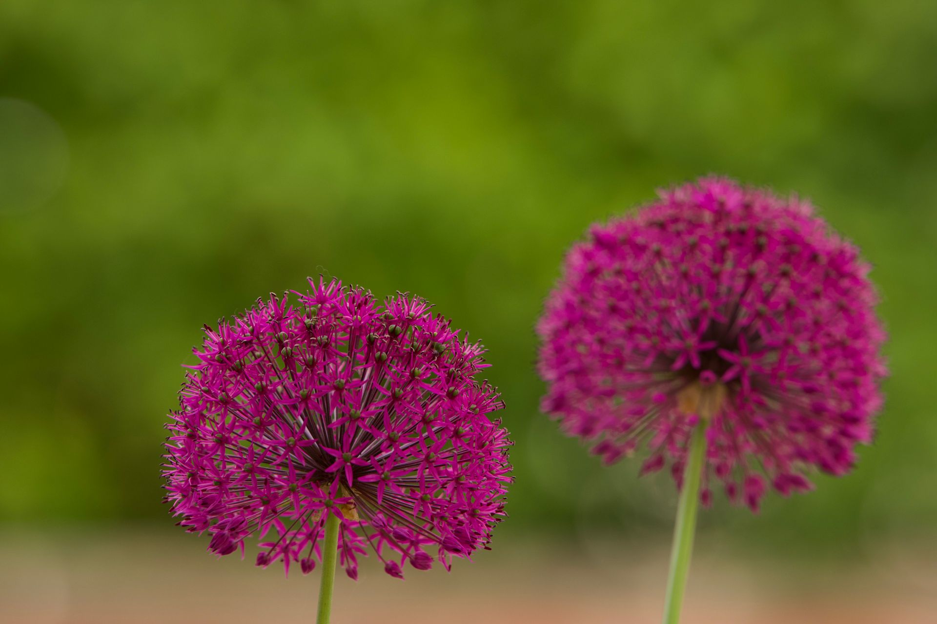 Close-up of vivid purple Allium flowers in a garden in Jönköping, Sweden.