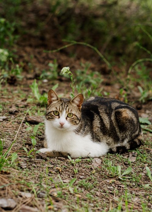 Free A tabby cat with white fur rests on a leafy forest ground, creating a serene scene. Stock Photo