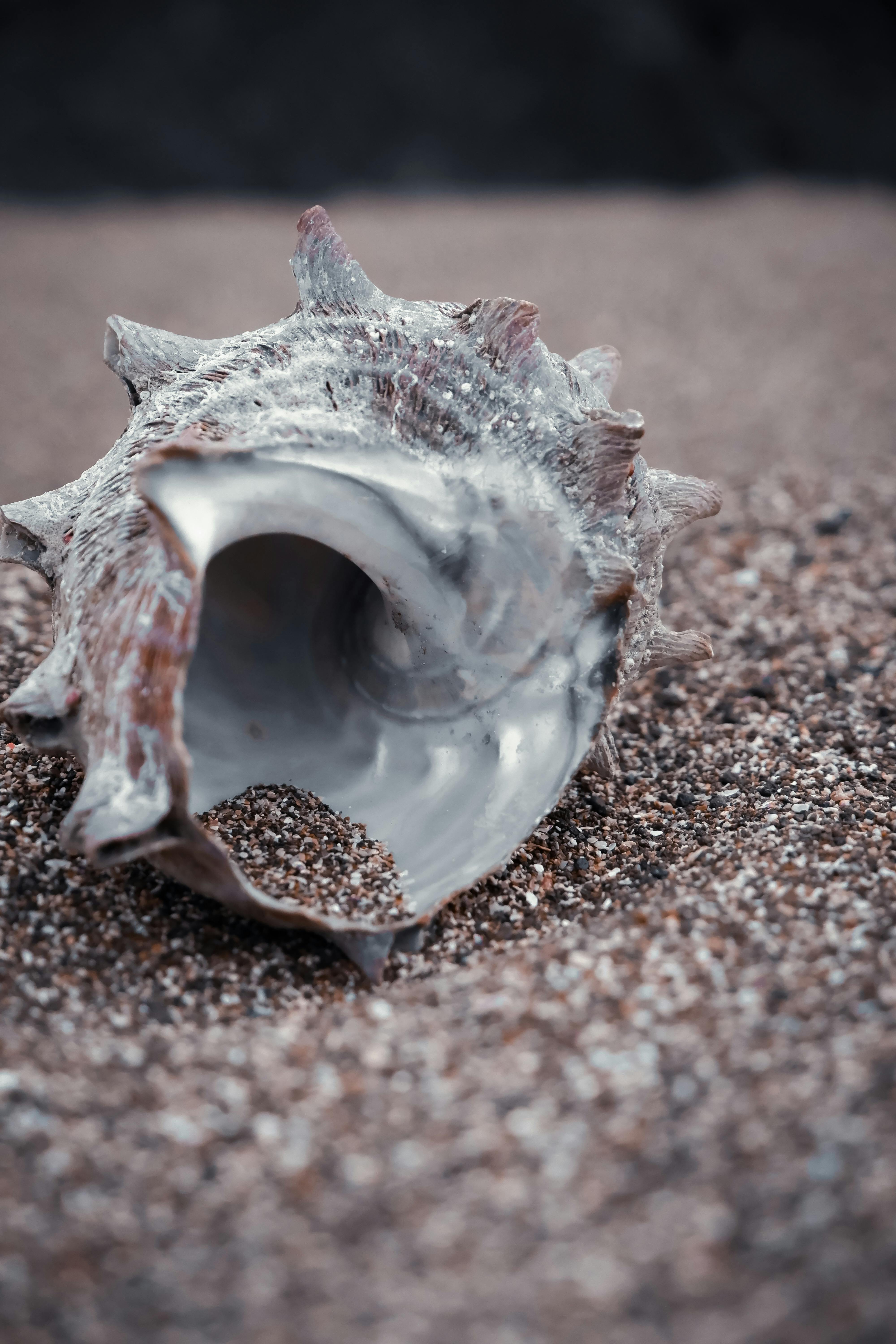Detailed macro view of a seashell resting on a sandy beach, capturing natural textures.