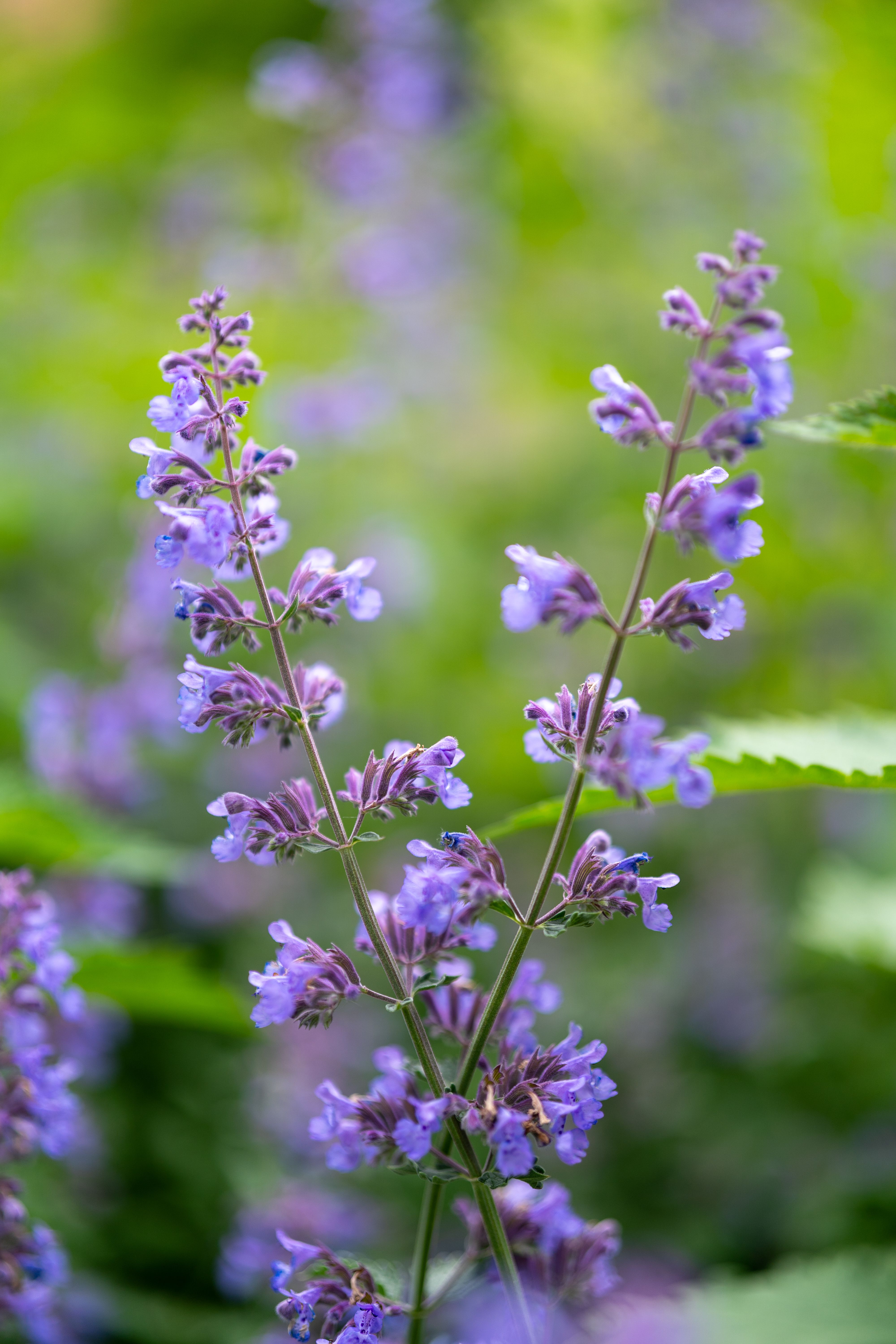 Vibrant Purple Flowers in Blooming Garden · Free Stock Photo