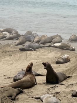 Elephant seals resting on a sandy beach by the Pacific Ocean on a foggy day.