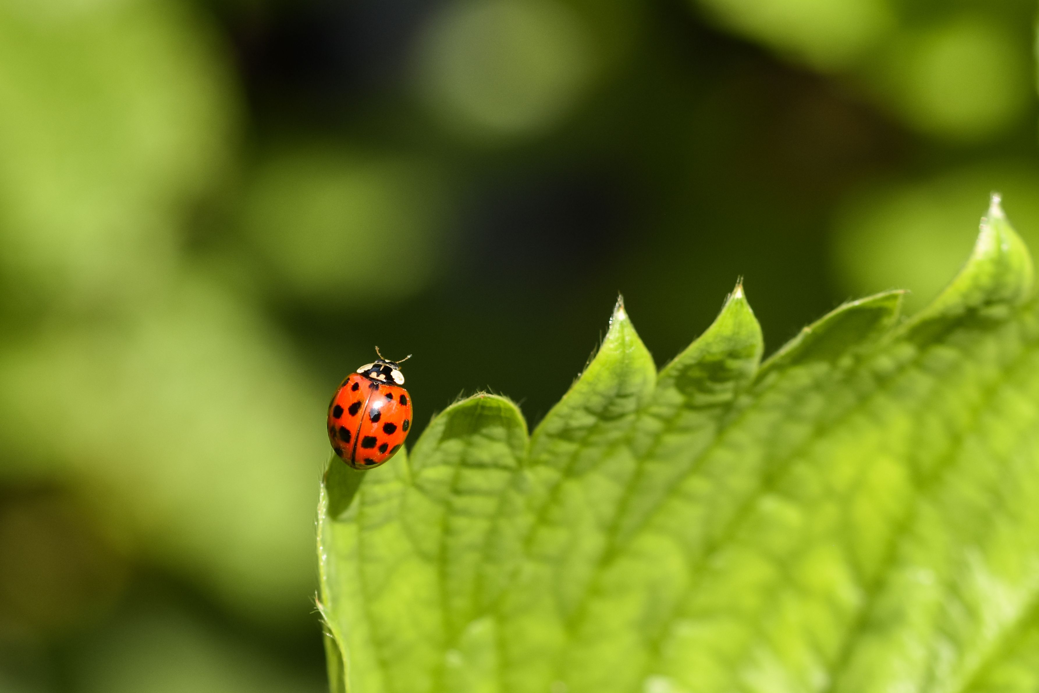 How to Apply Beneficial Nematodes to Control Pests in Your Garden