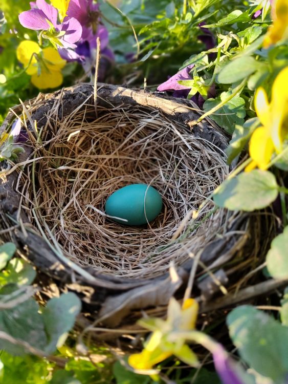 Spring Nest Vibrant Bird's Nest with Egg Among Spring Flowers · Free Stock Photo