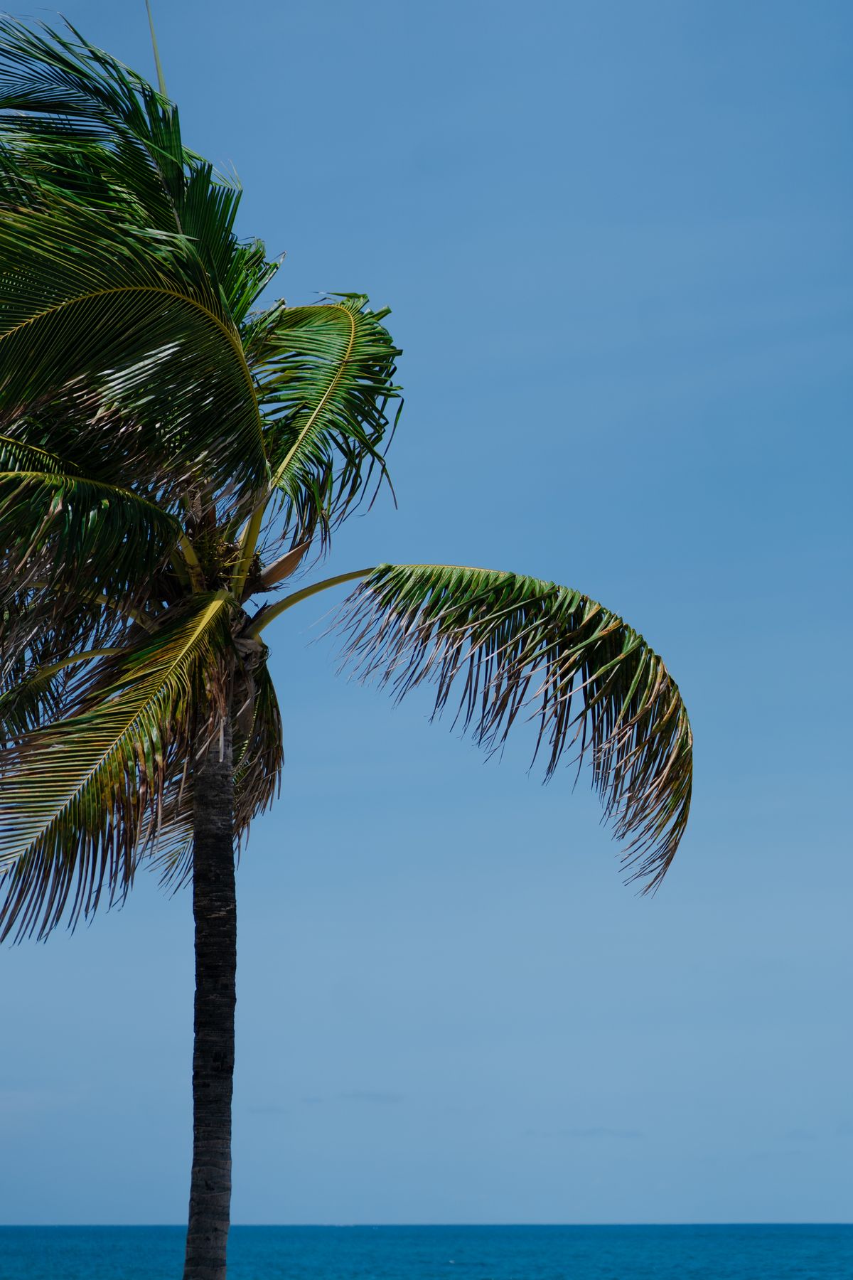 Palm Tree Beach Blue Sky Photos, Download The BEST Free Palm Tree Beach ...