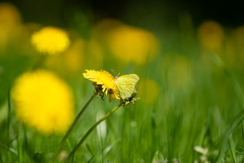 Free A vibrant butterfly perched on a yellow dandelion flower amid a lush green spring meadow. Stock Photo