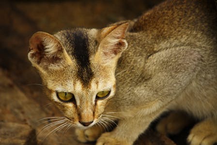 Caring for Rusty Spotted Cats as Pets: A Complete Guide