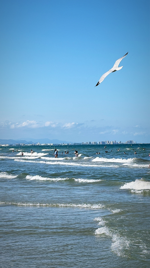 Free Sea Bird Stock Photo