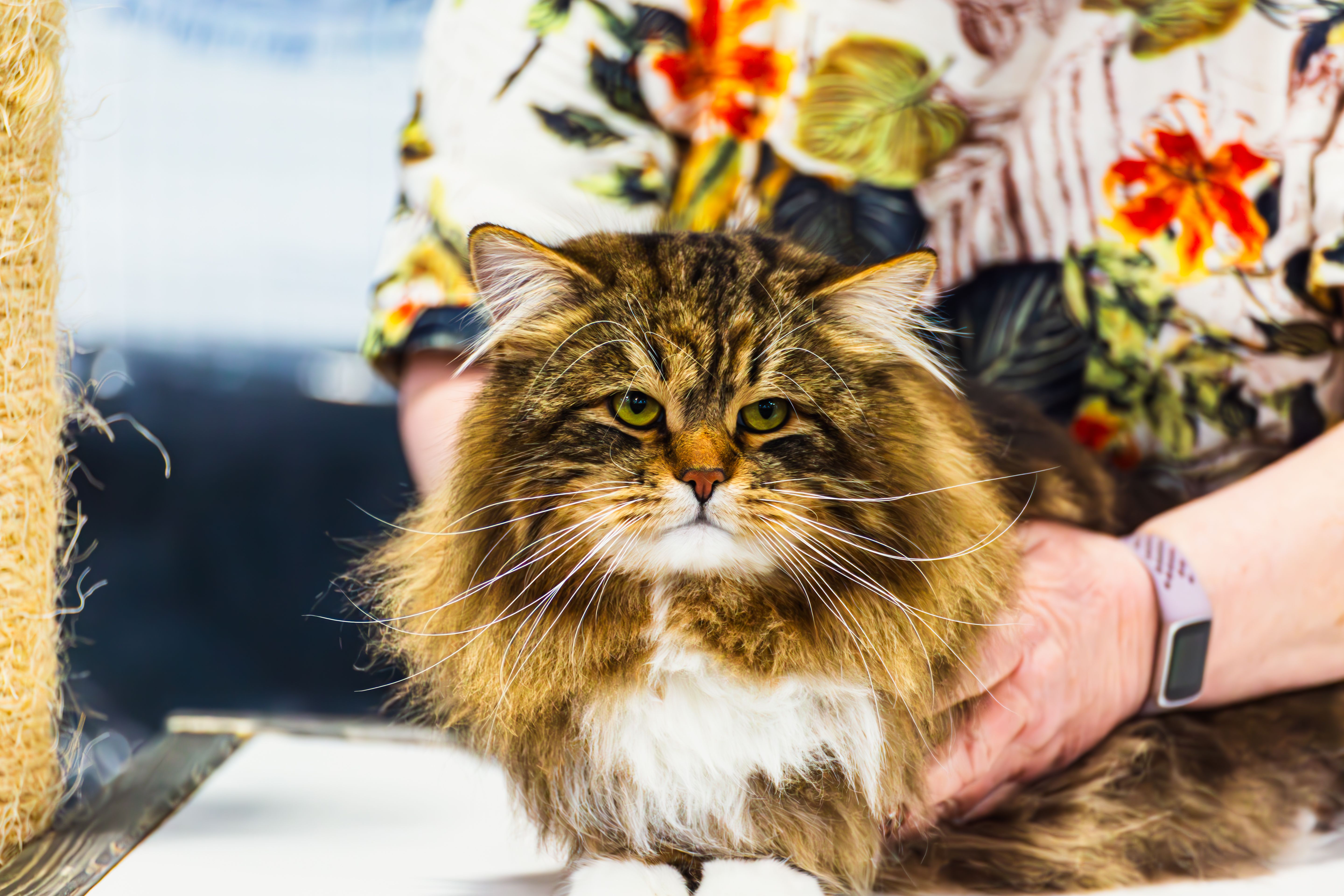 Charming Maine Coon cat being held by handler in vibrant floral shirt, indoors.