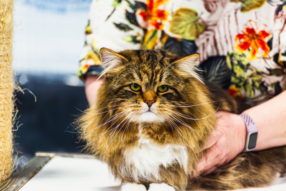 Charming Maine Coon cat being held by handler in vibrant floral shirt, indoors.