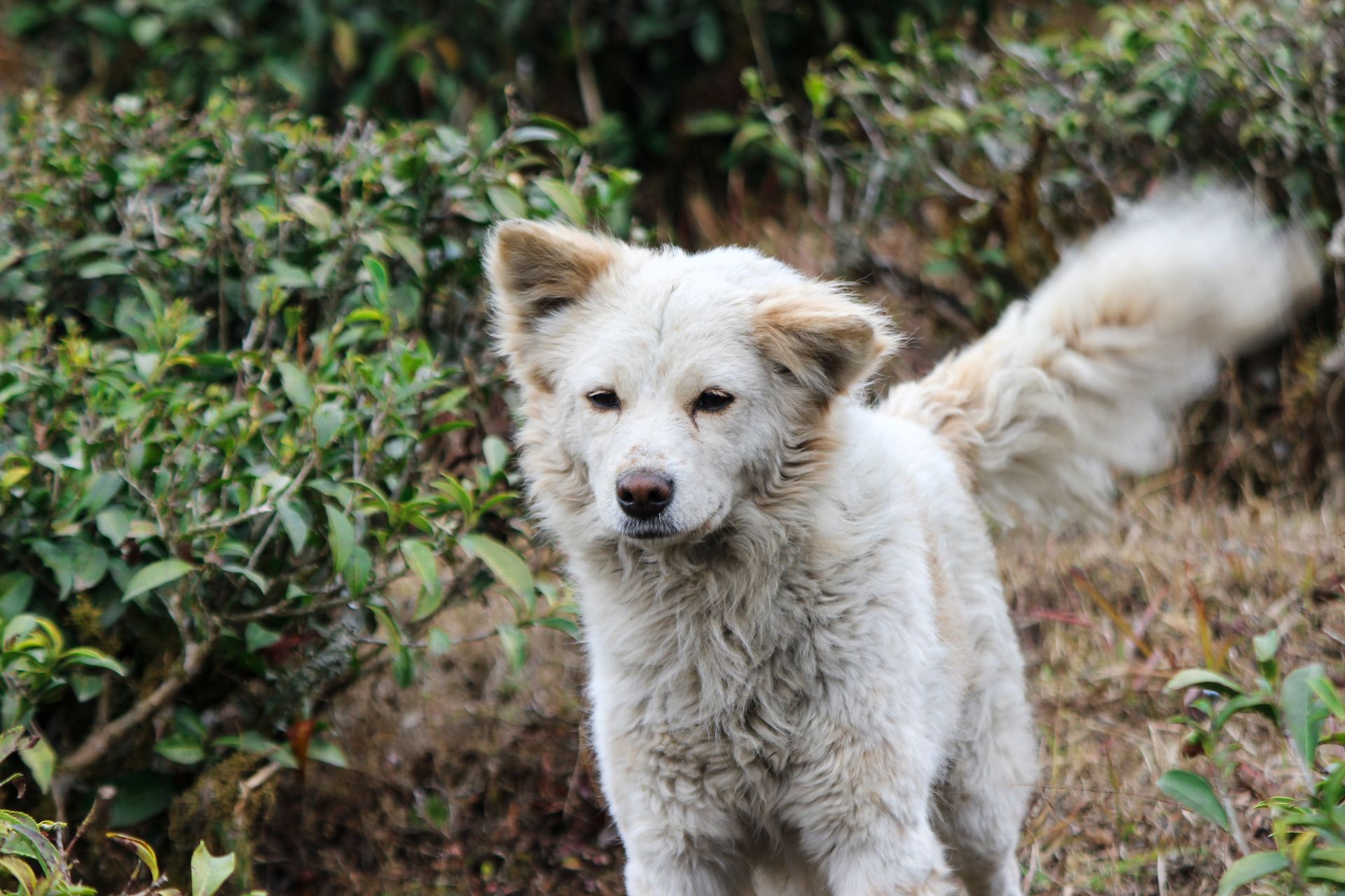 Adorable fluffy white dog exploring a lush green tea garden.